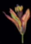 Wood Lily \ Lilium philadelphicum L. var. philadelphicum 1 2017