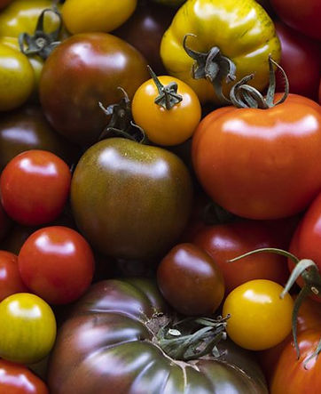 The Tomato Guys