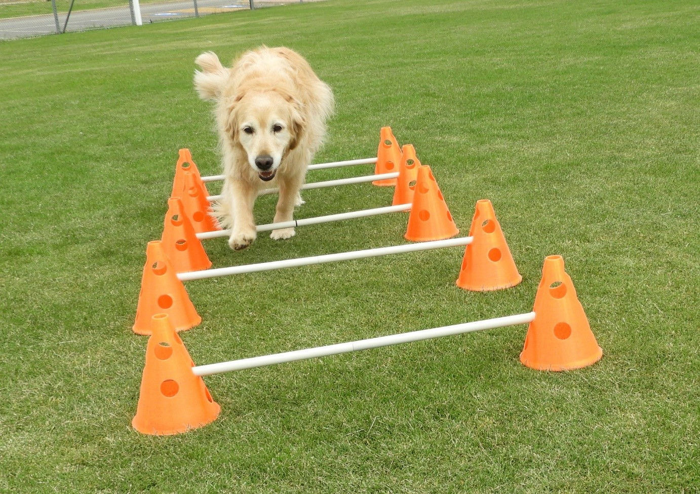 Canine Cavaletti - Small Set