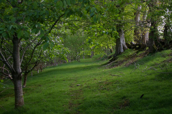 Woodland in spring