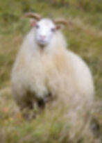 Icelandic Sheep
