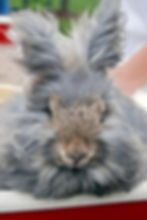 Angora rabbit