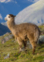 Alpaca