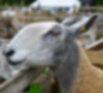 Bluefaced Leicester sheep