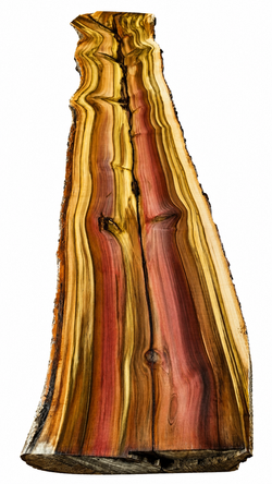 Rainbow Poplar 3