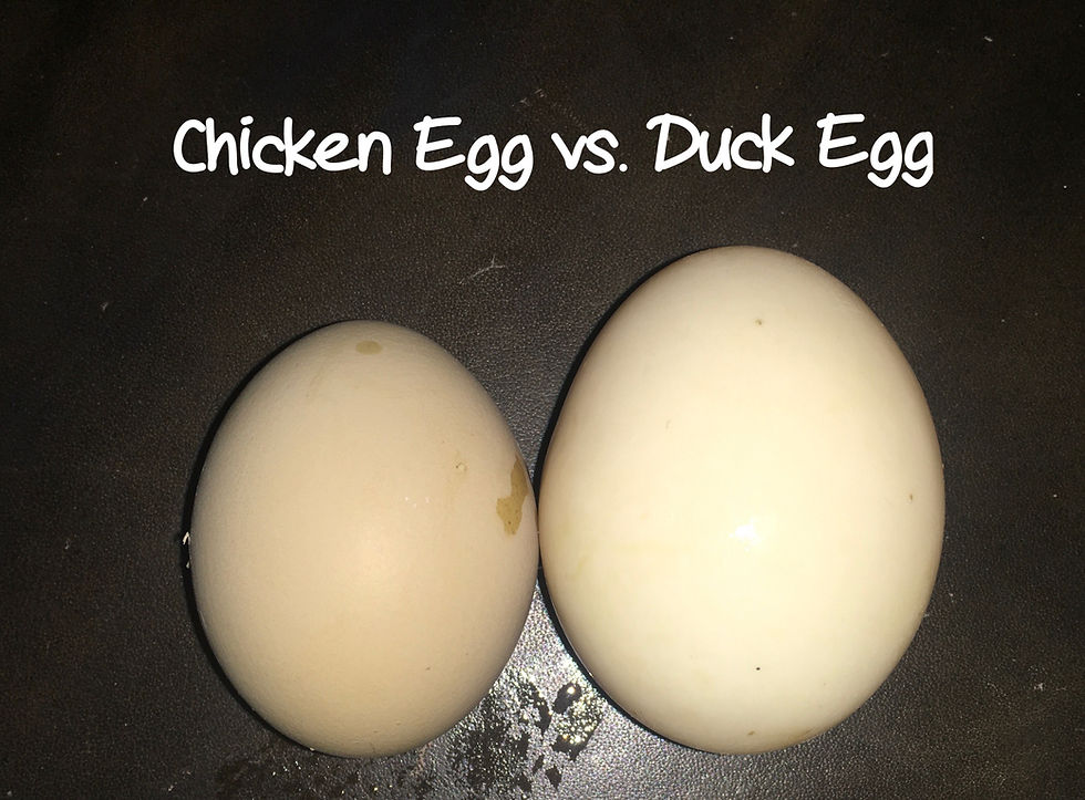 Thumbnail: One Dozen Duck Eggs