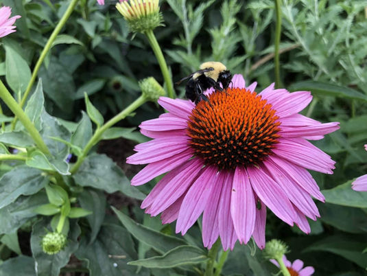 Meet the Hudson Valley’s Hardest Workers: A Guide to Our Local Pollinators