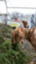 goats and christmas trees