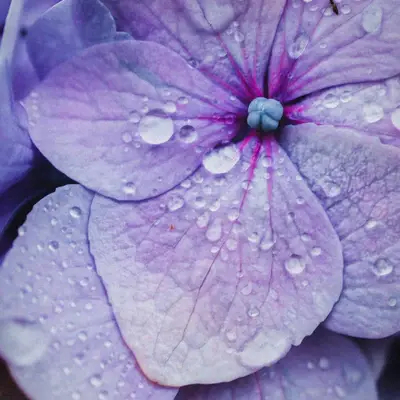 Miniature : CRÈME VISAGE ANTI-ÂGE - ENDRO