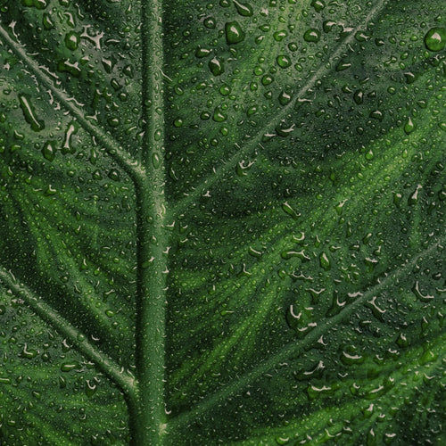 Miniature : SÉRUM PURIFIANT - ENDRO