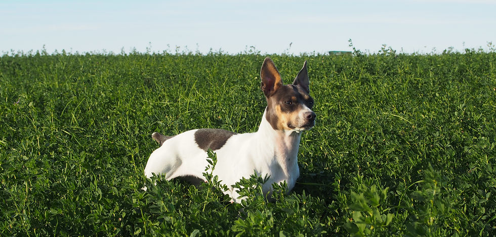 Teddy Roosevelt Terrier