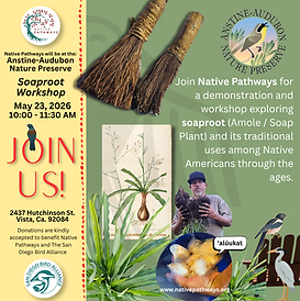 NP Anstine-Audubon Nature Preserve Soap Root WS April 2026.png