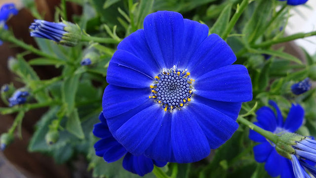13 Cineraria