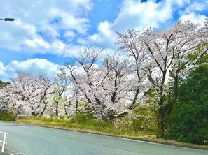 🌸桜🌸