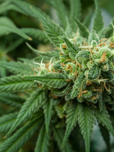 hemp-flower.jpg