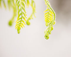green leaf in close up photography_edited.jpg