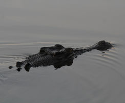 IMG_9080.jpeg