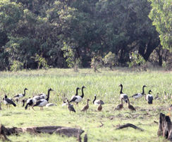 Magpie geese found in Northern Australia and southern New Guinea. 