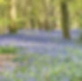 little bluebell リトルブルーベル