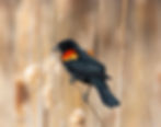 red wing black bird on the snake river near blue heart springs