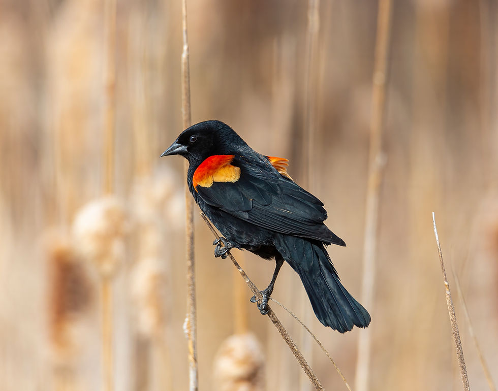 red wing black bird on the snake river near blue heart springs