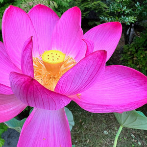 Lotus 2