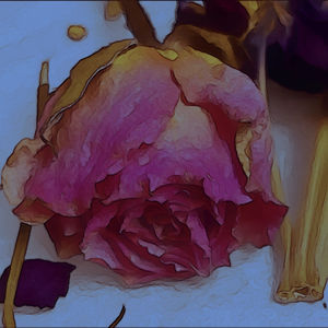 Fading Bloom