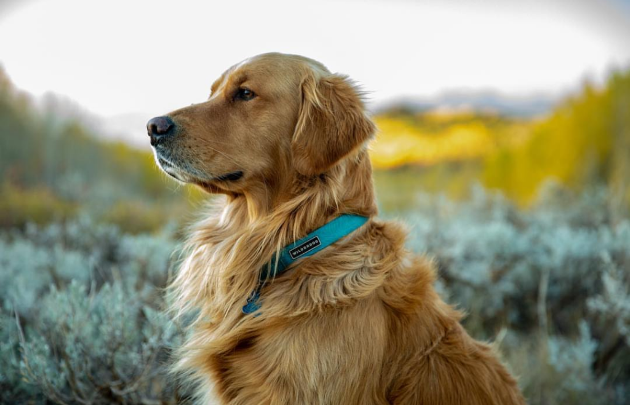 Red Golden Retrievers Puppies For Sale | Goldenacresdogs.com