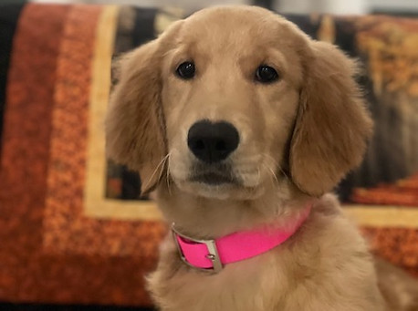 Maggie & Clint Pink Collar Girl.jpg