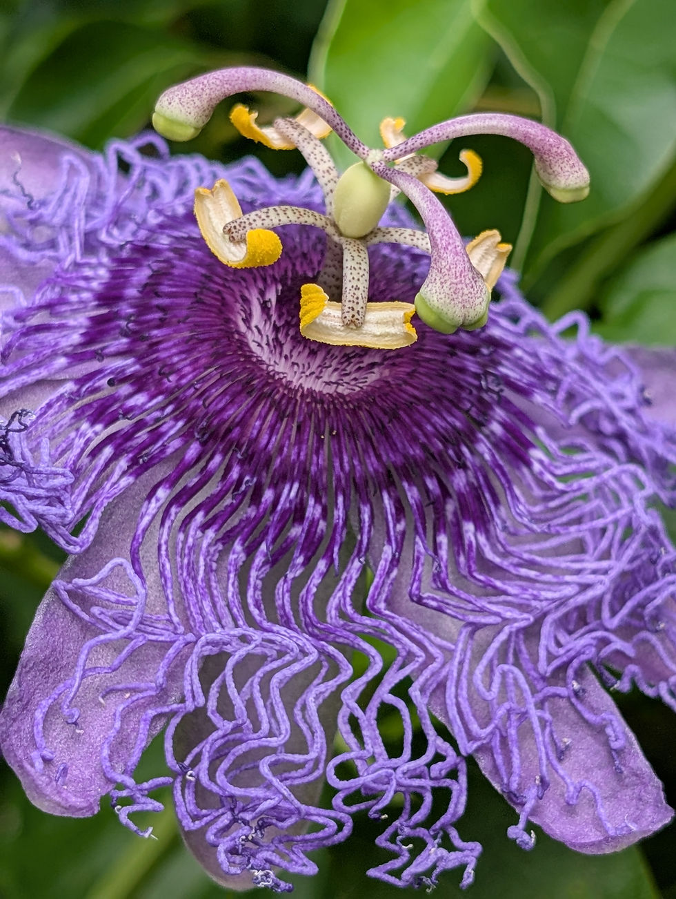 up close of a passion flower bloom
