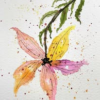 orange pink star flower