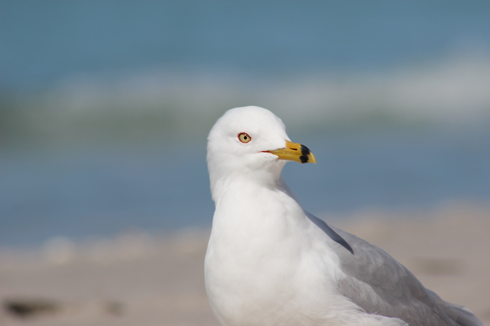 ring billed seagull staring