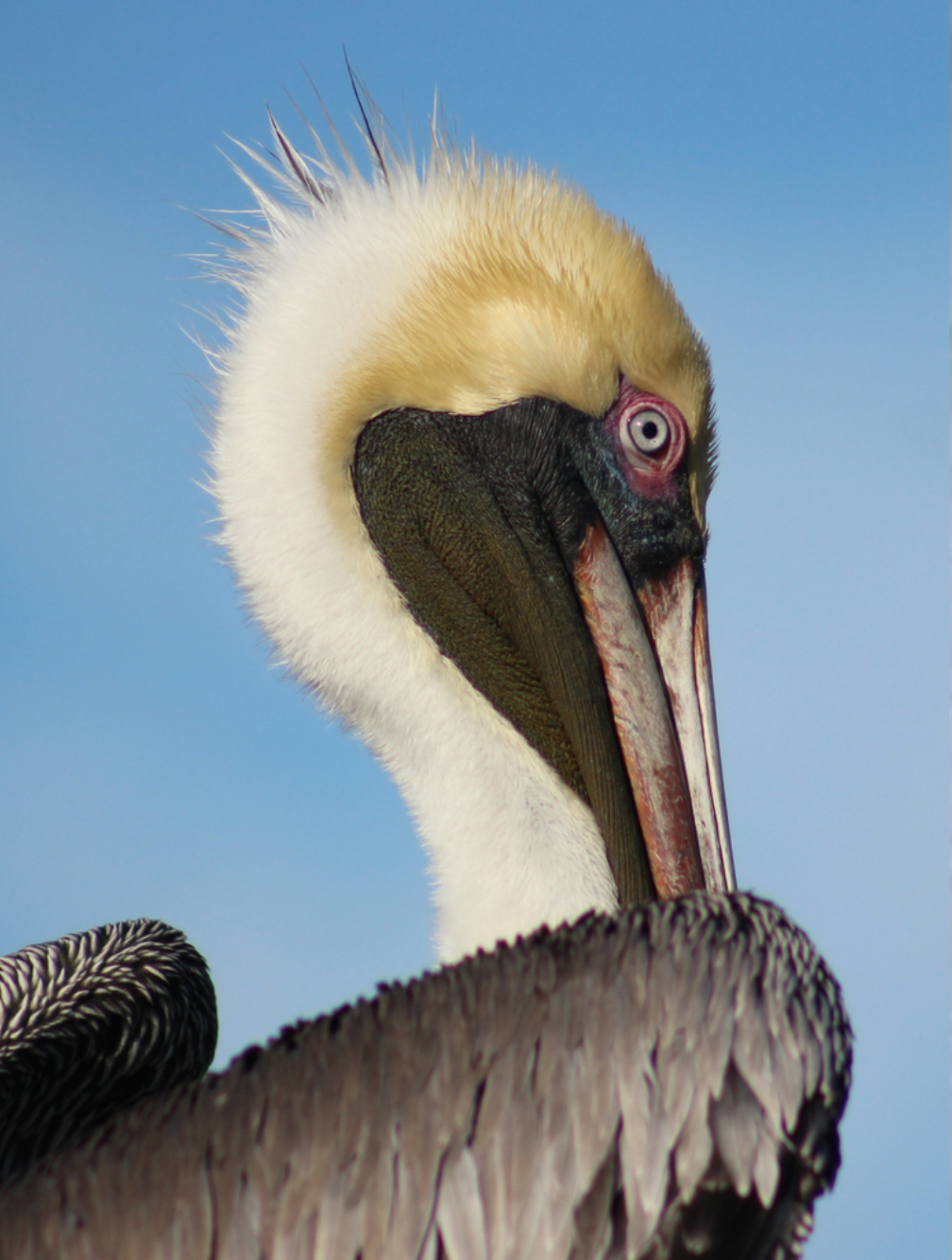pelican eye looking at you 