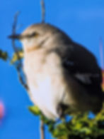 mockingbird in bush with red flower 