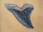 Thumbnail: framed shark tooth snaggletooth 