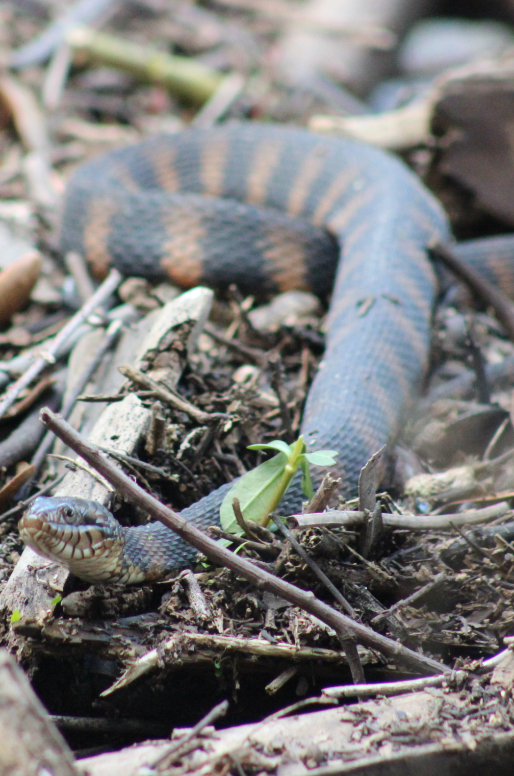striped banded water snake