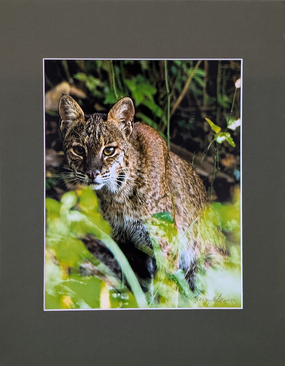 Bobcat in foliage, intense stare