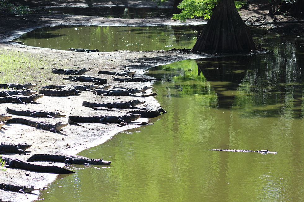 large group of alligators sunning