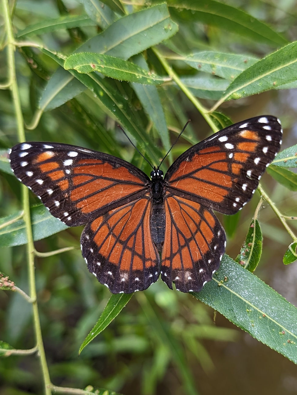 viceroy butterfly on greenery
