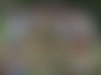 Campeonato Nacional de Corta Mato Curto | Mira