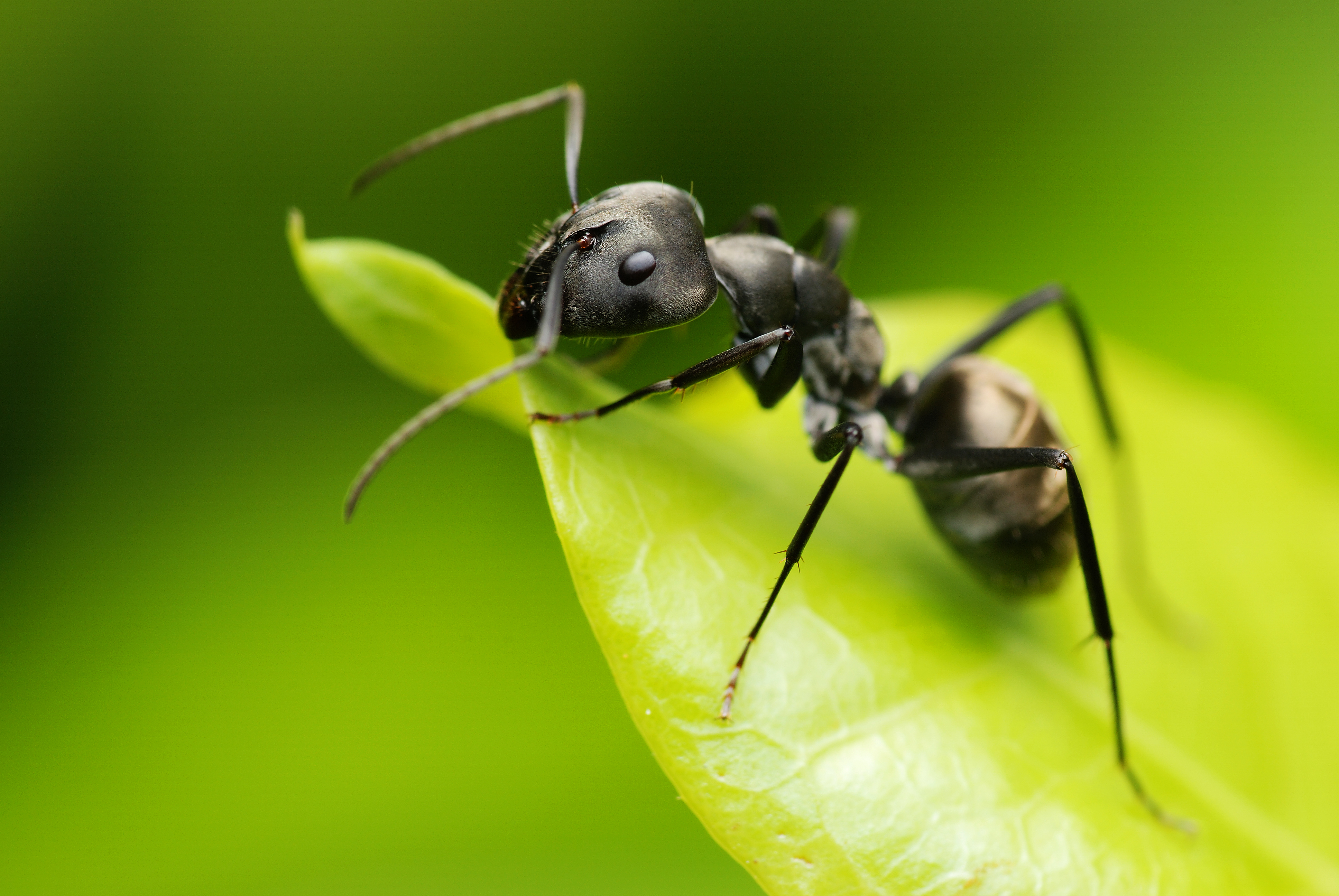 abc pest control abc pest control