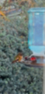 Such a cutie! It was SO cold outside and you can see that the hummingbird food is mostly frozen. This was taken through the window in the Mudroom door.