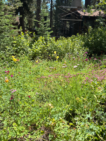 Colorful perennials bloom in the garden, landscaping with lush green trees in background.