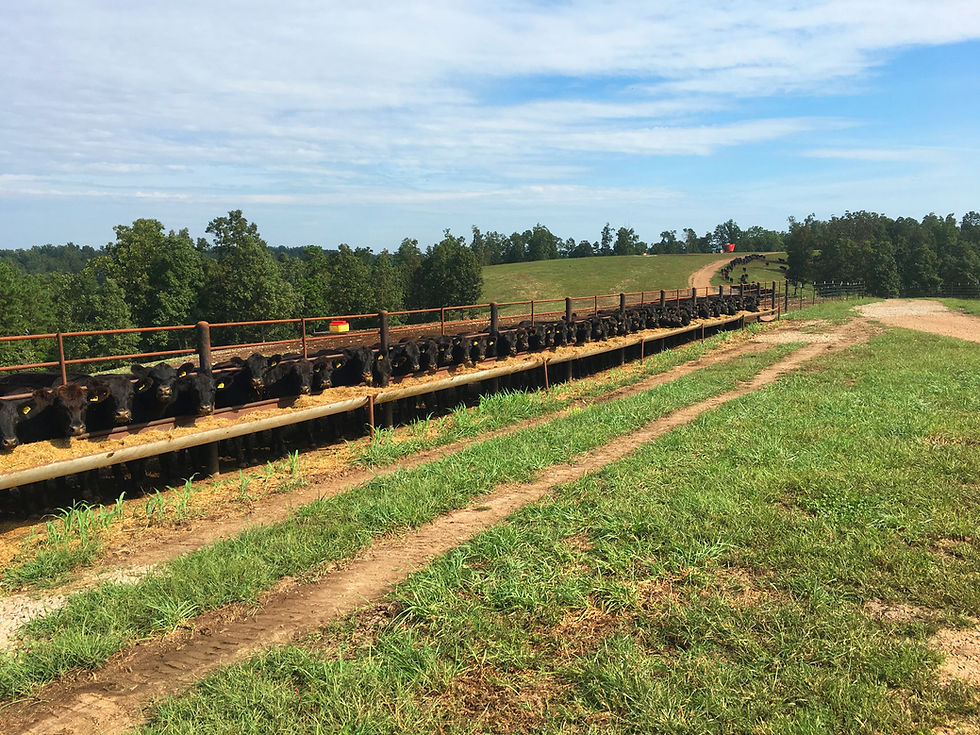 FFfeedlot.jpg