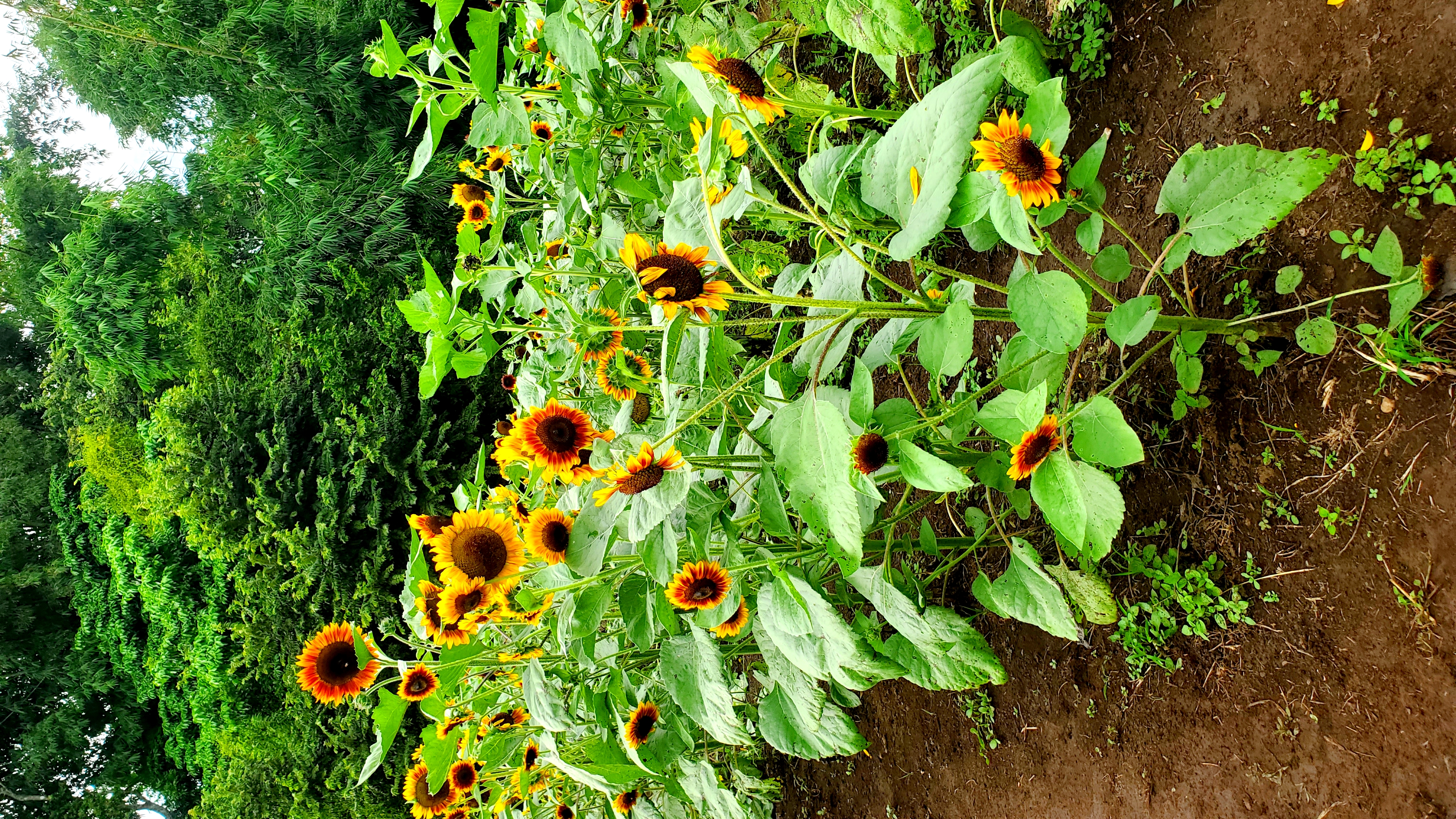 Tour de las girasoles