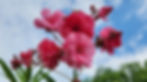 Deep pink Oleander tree against blue sky at Pemberton's Greenhouses