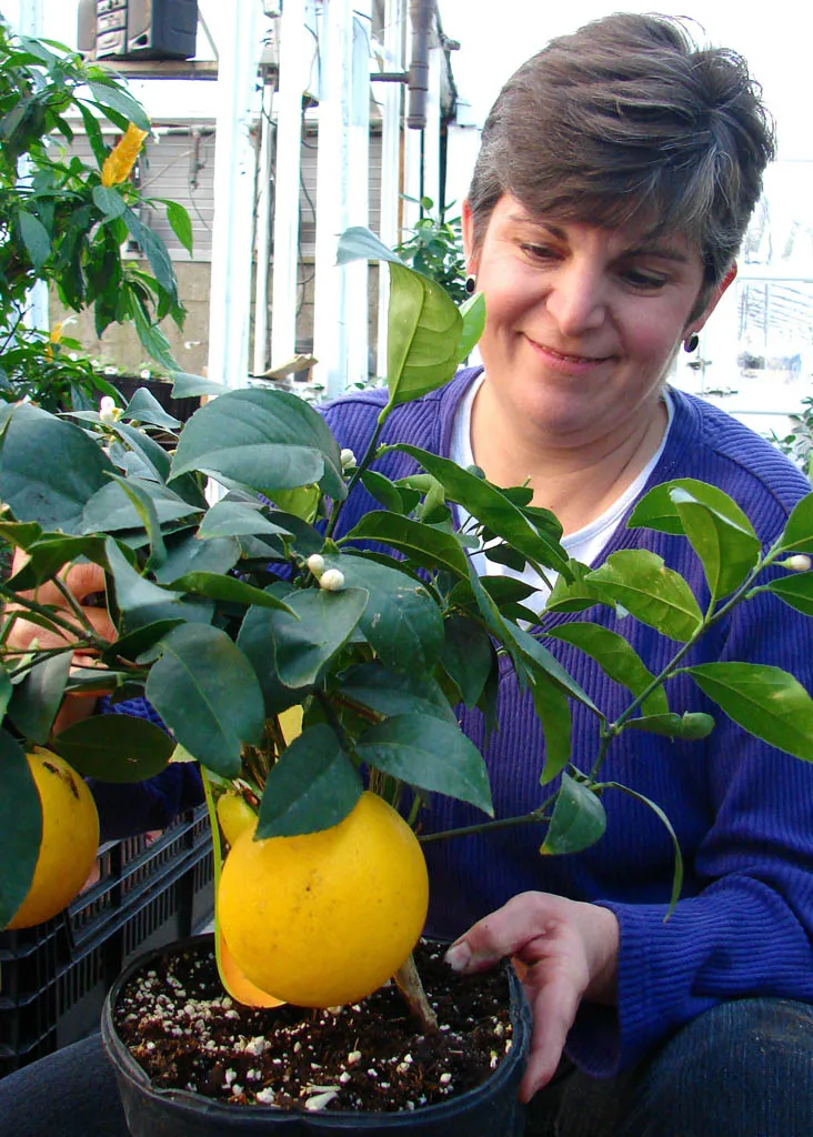 Janna Pemberton Schmidt with orange tree at Pemberton's Greenhouses, Lexington, KY