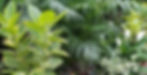mixed foliage cropped horiz.jpg