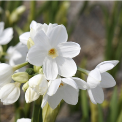 Lovely Paperwhite bulbs from Pemberton's Greenhouses are perfect for planting indoors to bloom for the holidays, or take them home already planted.