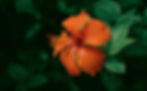 orange hibiscus with foliage cropped horizontal.jpg